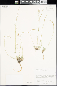 Boechera microphylla image