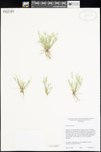 Juncus bufonius image