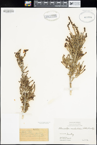 Allenrolfea occidentalis image