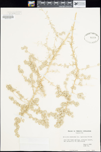 Atriplex canescens image