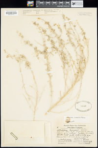 Atriplex canescens image