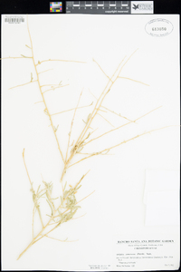 Atriplex canescens image