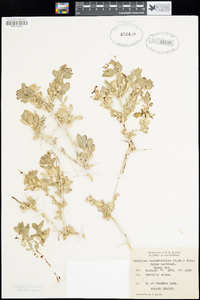 Atriplex confertifolia image