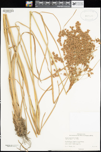 Scirpus cyperinus image