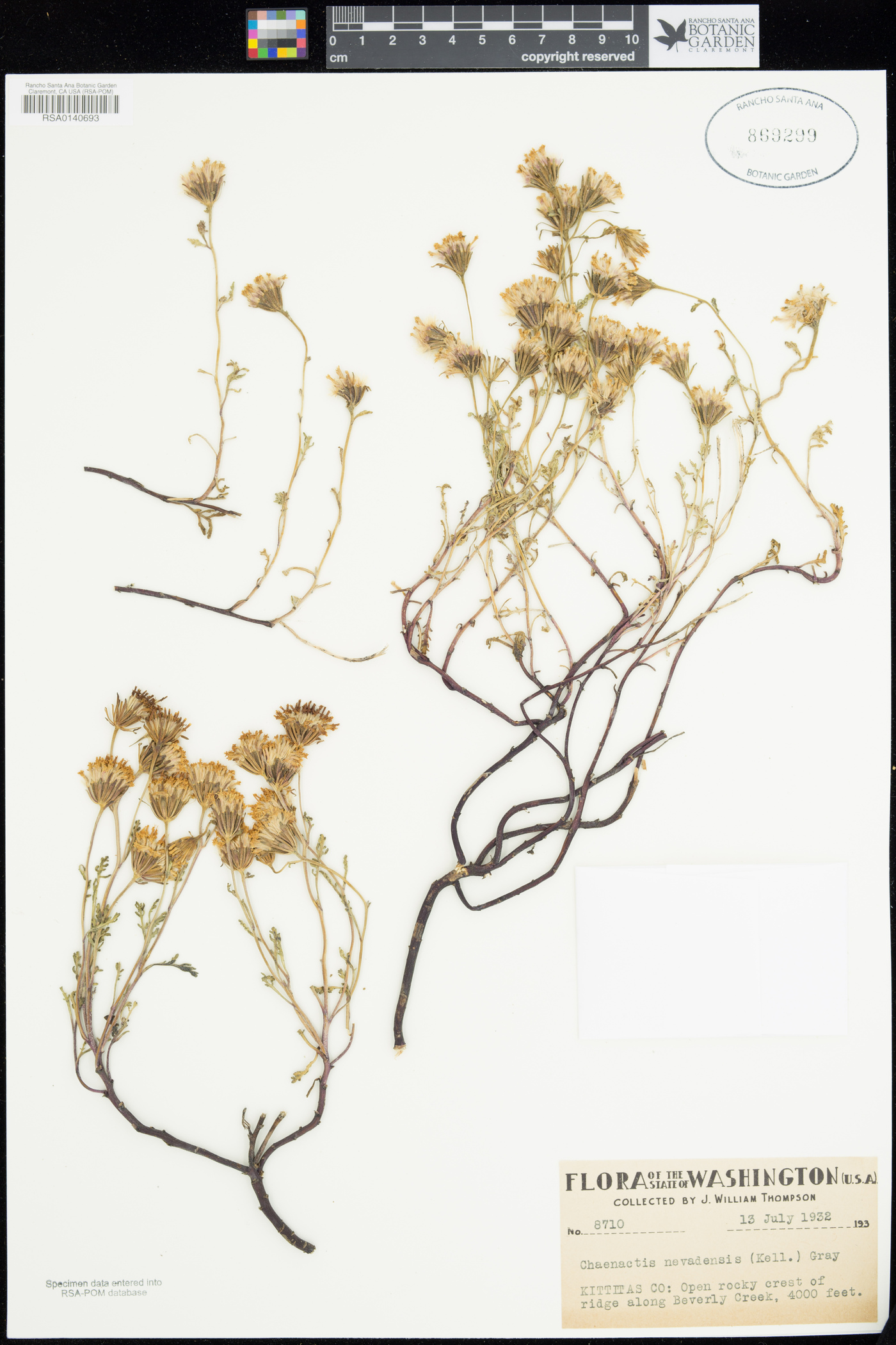 Chaenactis nevadensis image