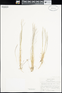 Muhlenbergia minutissima image