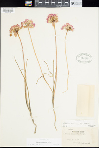 Allium acuminatum image