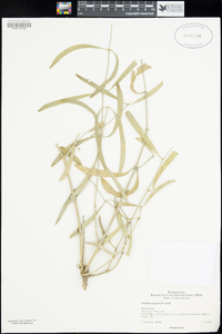 Image of Salvadora angustifolia