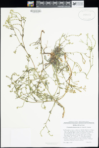 Cryptantha dumetorum image