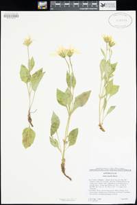 Arnica mollis image