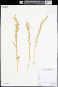 Image of Amaranthus praetermissus