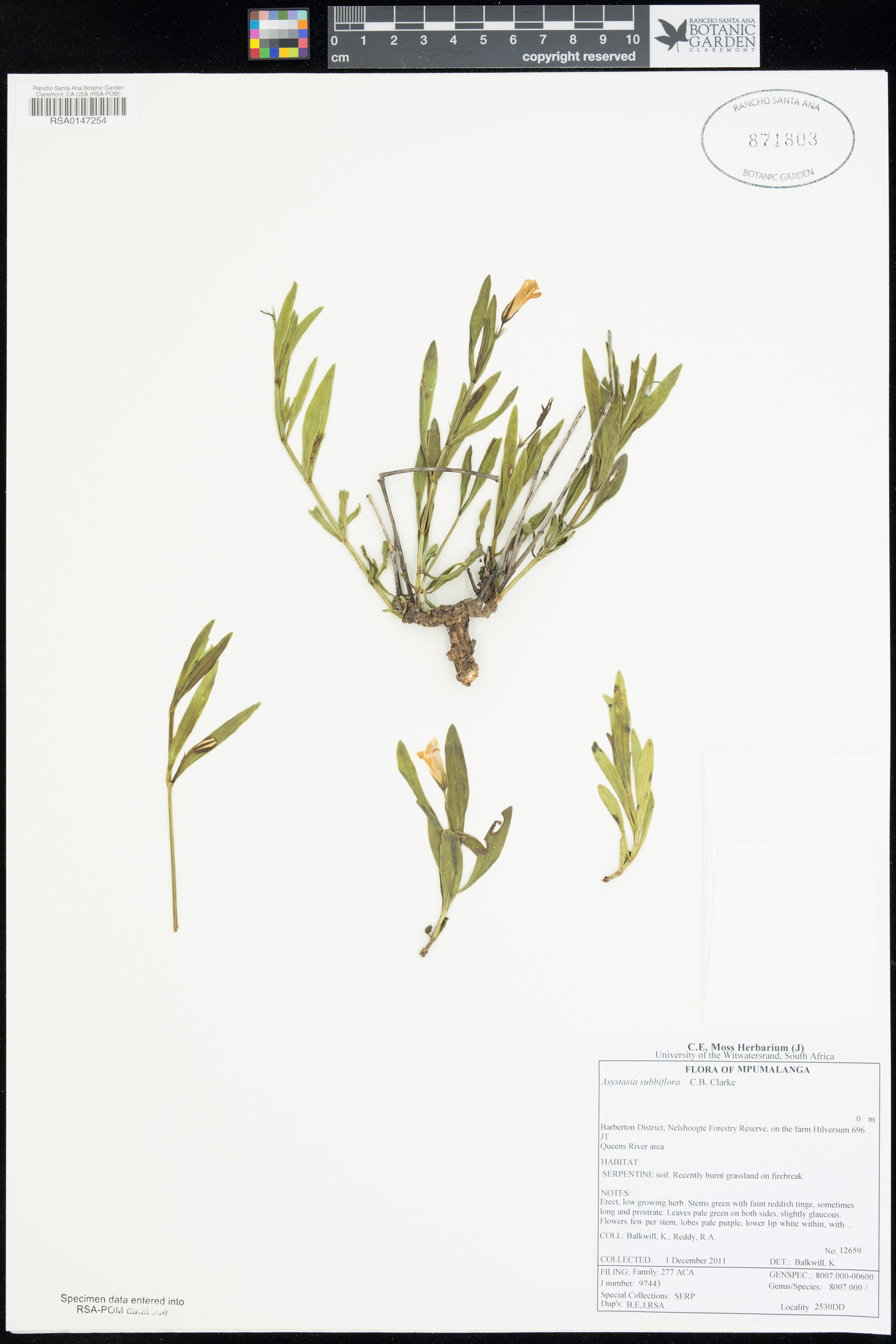 Asystasia subbiflora image