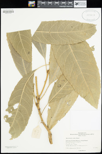 Agrostistachys indica image
