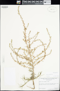 Salsola australis image