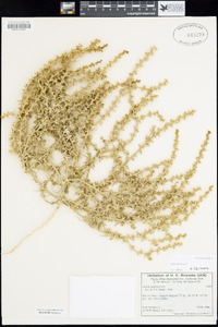 Salsola tragus image