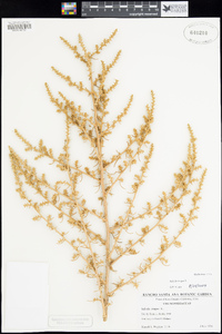 Salsola tragus image