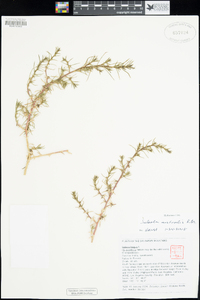 Salsola australis image