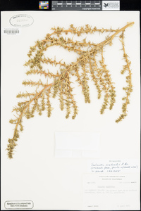 Salsola australis image