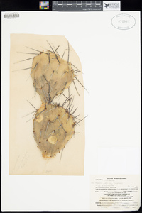 Opuntia phaeacantha image