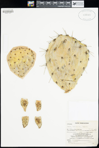 Opuntia engelmannii var. engelmannii image