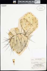 Opuntia phaeacantha image