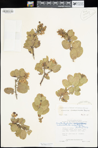 Arctostaphylos confertiflora image