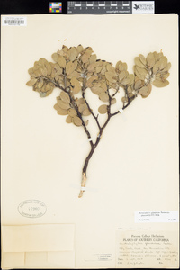 Arctostaphylos glandulosa image