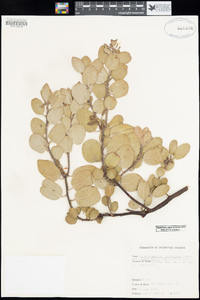 Arctostaphylos glandulosa subsp. crassifolia image