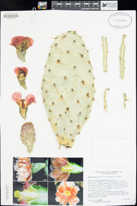 Opuntia vaseyi image