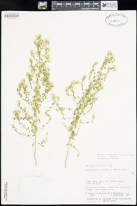 Brickellia microphylla image