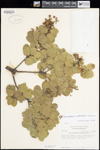 Arctostaphylos confertiflora image