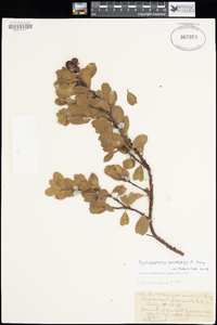 Arctostaphylos nevadensis image