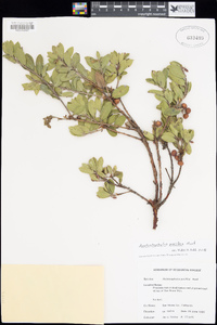 Arctostaphylos pacifica image