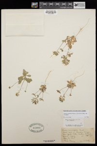 Draba cuneifolia image