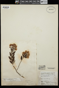 Kalmia polifolia image