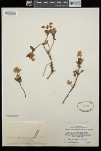 Kalmia polifolia image