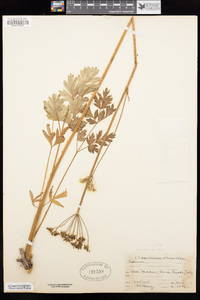 Ligusticum apiifolium image