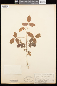 Toxicodendron diversilobum image