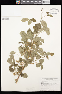 Toxicodendron diversilobum image