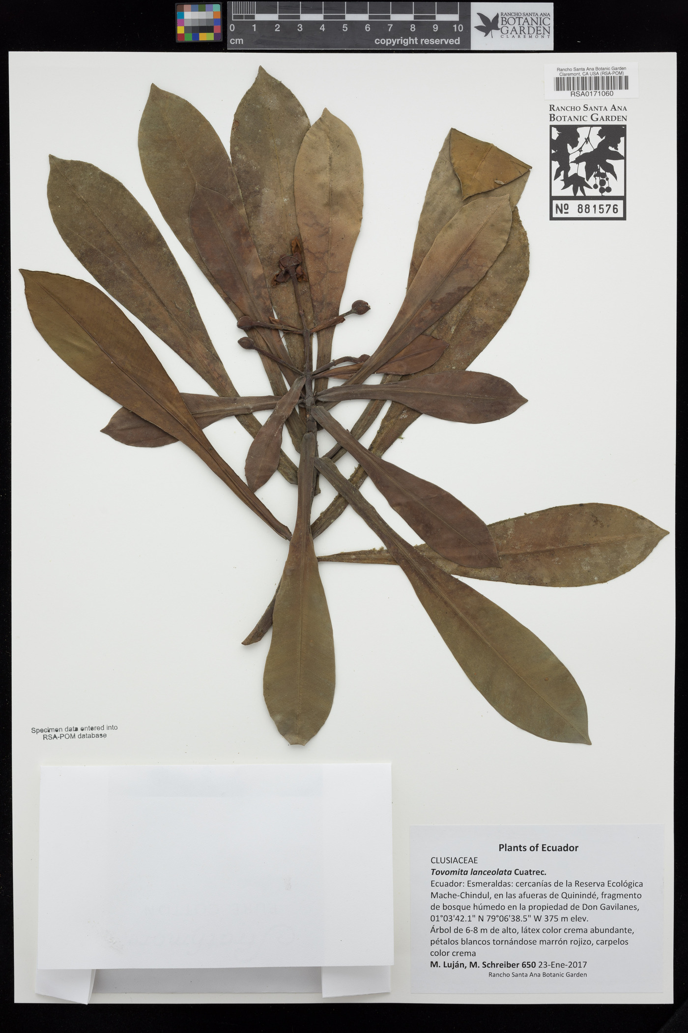 Clusiaceae image