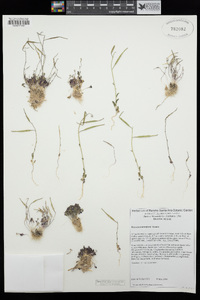 Brassica tournefortii image