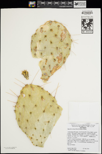 Opuntia vaseyi image