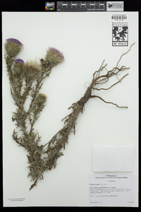 Cirsium vulgare image