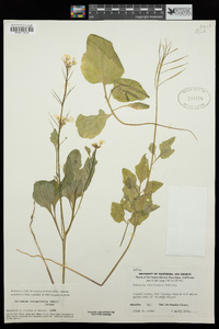 Cardamine californica image