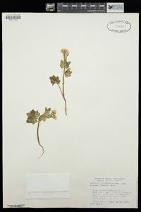 Cardamine californica image