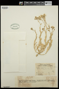 Lepidium appelianum image