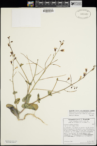 Caulanthus amplexicaulis image