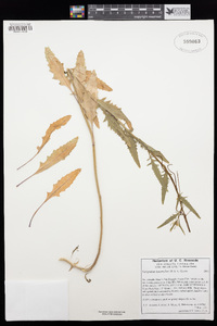 Caulanthus lasiophyllus image