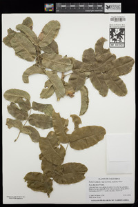 Berberis pinnata subsp. insularis image