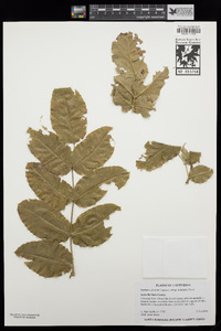 Berberis pinnata subsp. insularis image